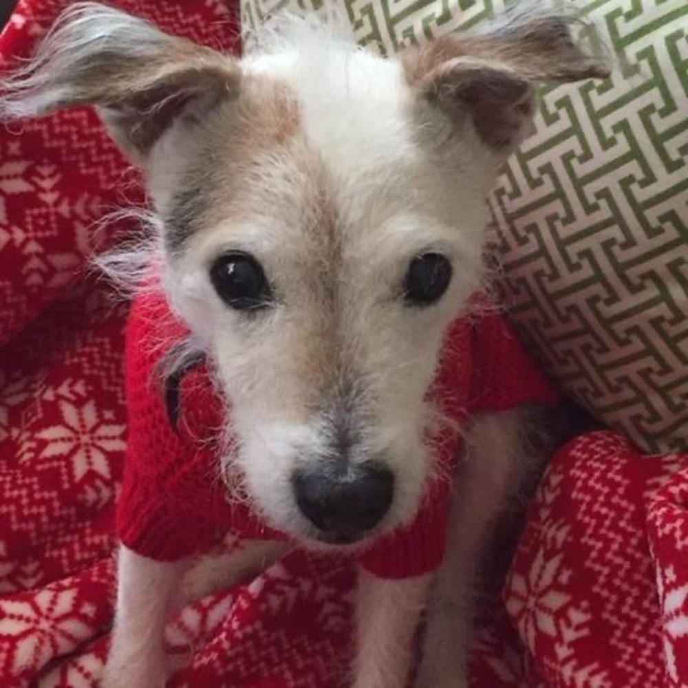 Meet your Posher, Lila
